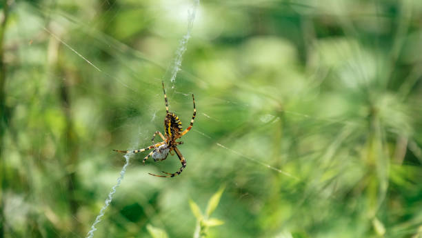 istock Black and yellow garden spider 871581824