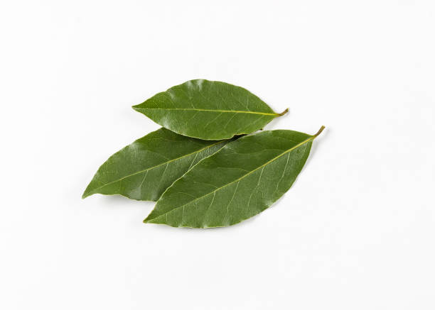 Isolated bay leaf. Laurel  leaves on a white background. Bayleaf.