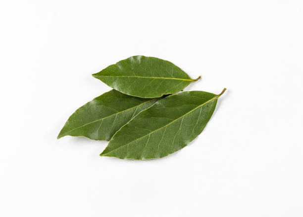 Isolated bay leaf. Laurel  leaves on a white background. Bayleaf. stock photo