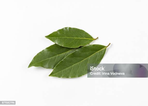 Isolated Bay Leaf Laurel Leaves On A White Background Bayleaf Stock Photo - Download Image Now