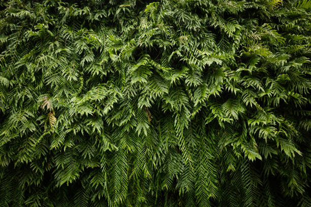 istock Nature green leaf background and textured, Leaves wall for backdrop 871582218