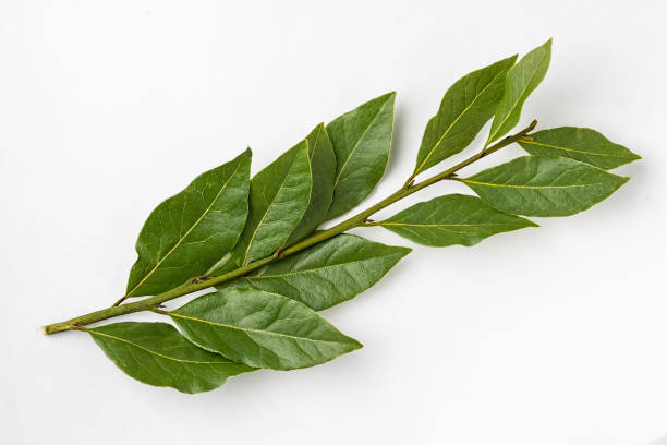 istock Isolated bay leaf. Laurel  leaves on a white background. Bayleaf. 871582818