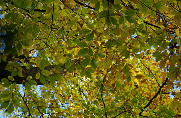 istock Golden autumn trees in the sunligt 871584752