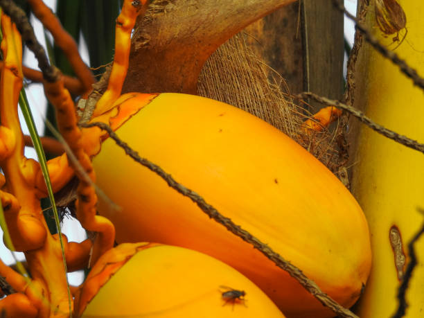 istock Orange coconuts. Praslin island nature. Seychelles. Eastern Africa 871584930