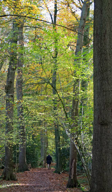 istock Golden autumn trees in the sunligt 871585224