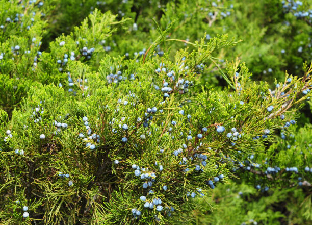 Green juniper with juniper berry. Juniperus excelsa or Greek Juniper Blue berries are used as spices and in medicine. Green juniper with juniper berry. Juniperus excelsa or Greek Juniper Blue berries are used as spices and in medicine. juniperus excelsa stock pictures, royalty-free photos & images