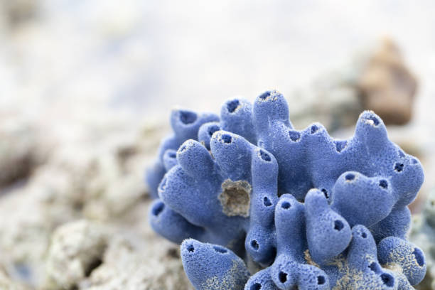 Sponges, the members of the phylum Porifera for education in marine. stock photo