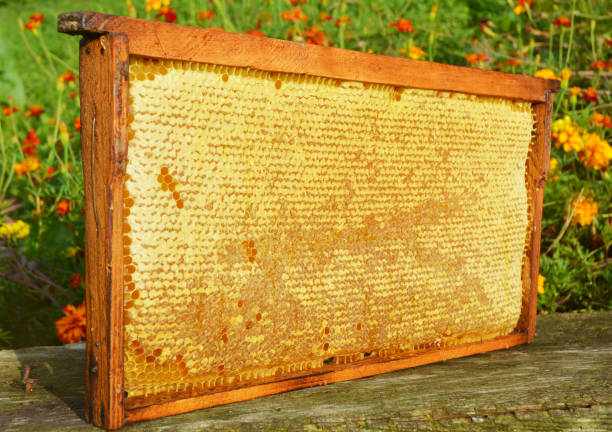 istock Raw Honeycomb with Copy Space. Raw Honey. 871602082