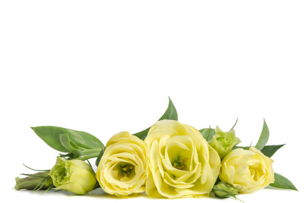 istock bouquet  of  green roses lying on white background 871606116