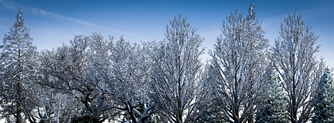 Digitally generated snow covered trees with blue sky in the background.