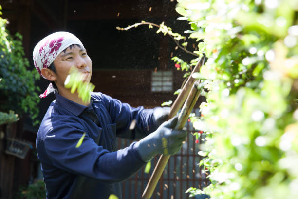 istock Young Japanese Gardener 871609816