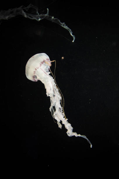 istock Jellyfish swiming in deep blue ocean. 871609878
