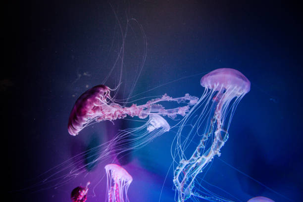 istock Jellyfish swiming in deep blue ocean. 871610022