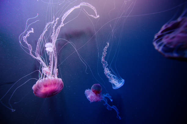 istock Jellyfish swiming in deep blue ocean. 871610030