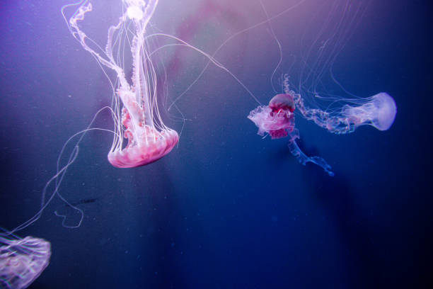 istock Jellyfish swiming in deep blue ocean. 871610066
