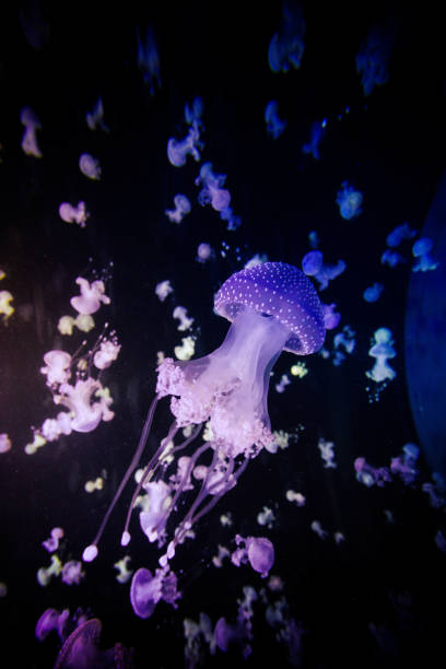 istock Jellyfish swiming in deep blue ocean. 871610108