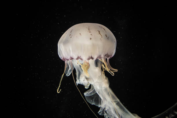 istock Jellyfish swiming in deep blue ocean. 871610124