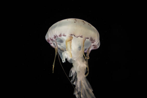 istock Jellyfish swiming in deep blue ocean. 871610138