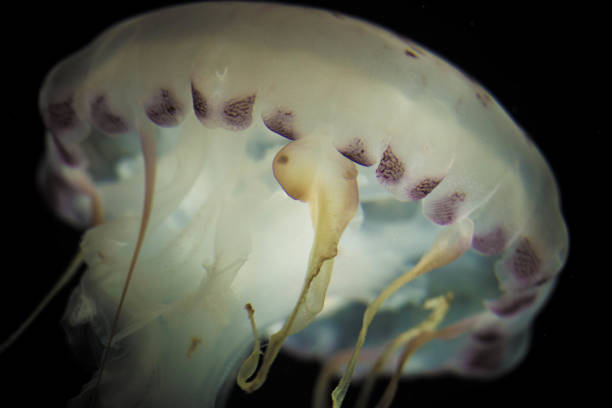 istock Jellyfish swiming in deep blue ocean. 871610152