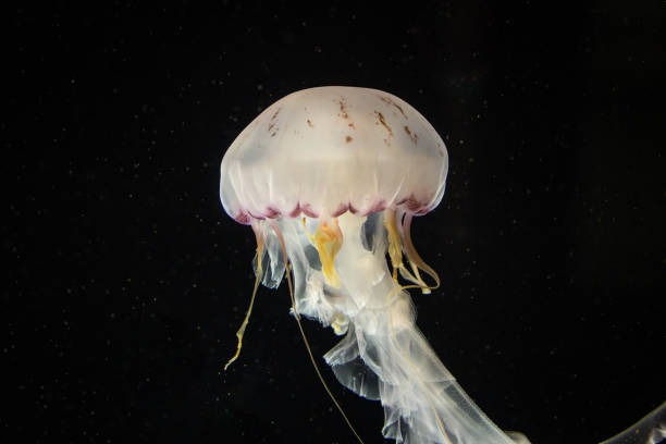 istock Jellyfish swiming in deep blue ocean. 871610154