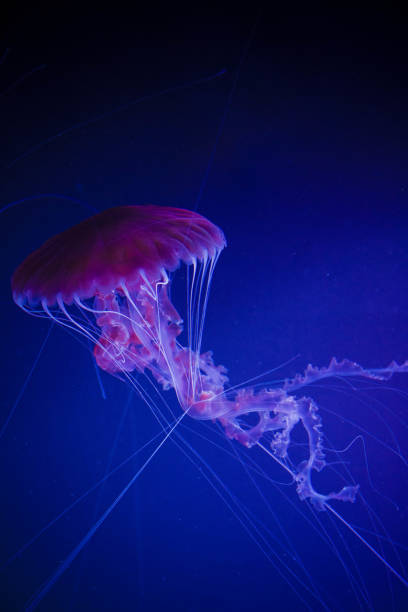 istock Jellyfish swiming in deep blue ocean. 871610184