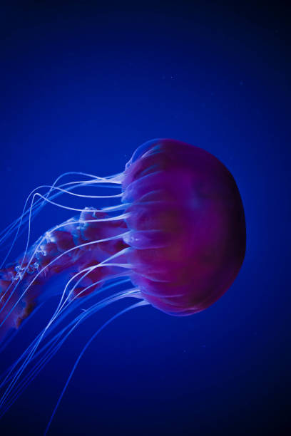 istock Jellyfish swiming in deep blue ocean. 871610220