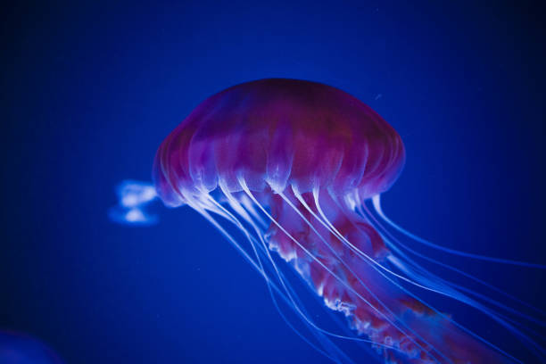 istock Jellyfish swiming in deep blue ocean. 871610232