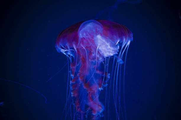 istock Jellyfish swiming in deep blue ocean. 871610234