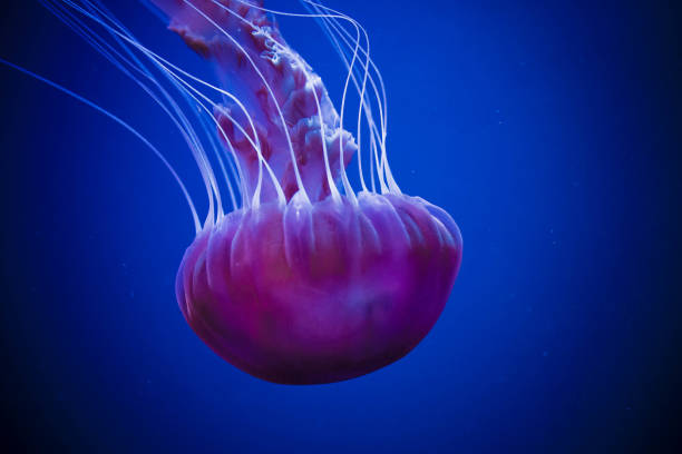 istock Jellyfish swiming in deep blue ocean. 871610236