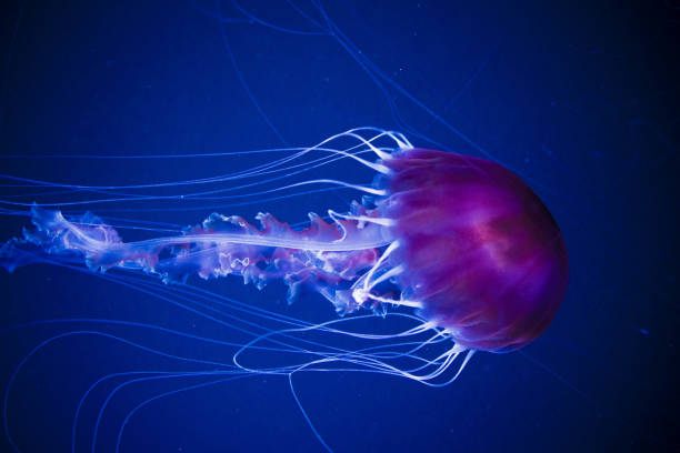 istock Jellyfish swiming in deep blue ocean. 871610250