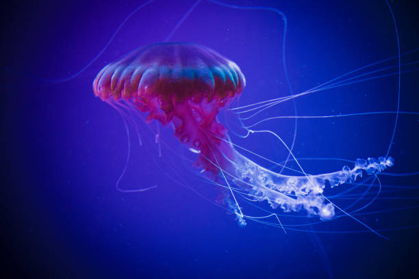 istock Jellyfish swiming in deep blue ocean. 871610252
