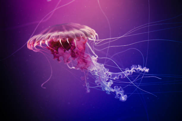 Jellyfish swiming in deep blue ocean.