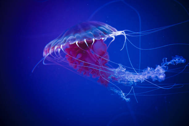 istock Jellyfish swiming in deep blue ocean. 871610294