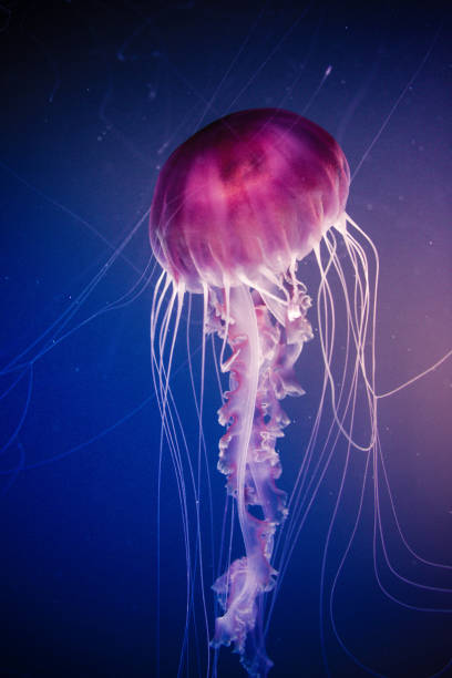 istock Jellyfish swiming in deep blue ocean. 871610296