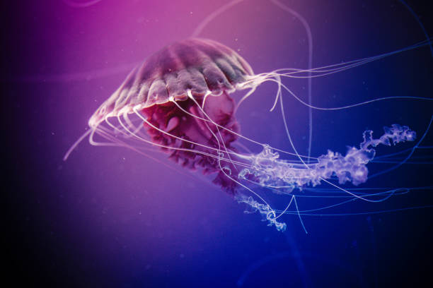 istock Jellyfish swiming in deep blue ocean. 871610346