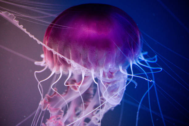 istock Jellyfish swiming in deep blue ocean. 871610366