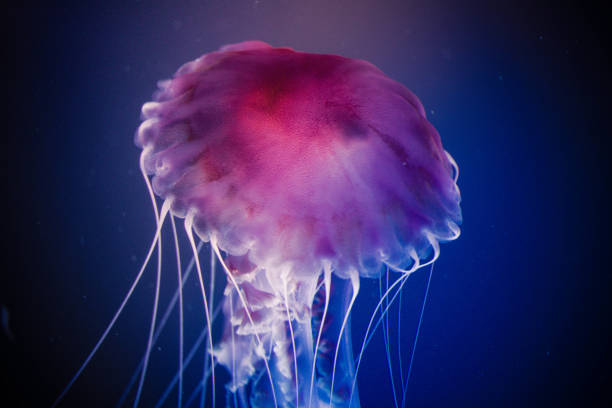 istock Jellyfish swiming in deep blue ocean. 871610384
