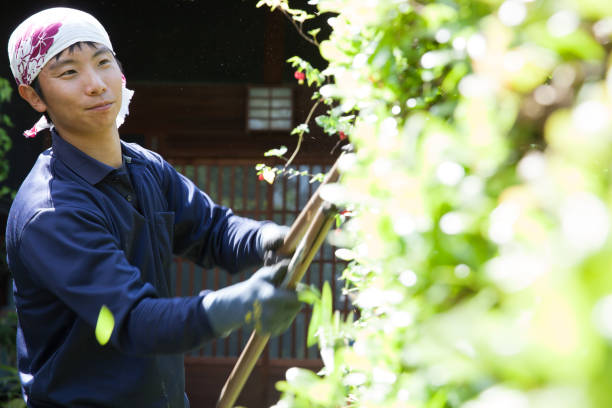 Young Japanese Gardener