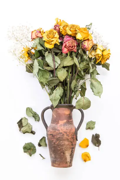 Dried yellow roses in vase isolated on a white background.