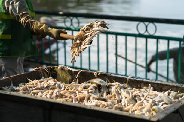 istock Garbage collector, environment workers take mass dead fishes out from lake 871613844