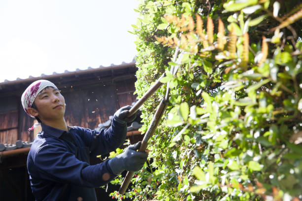 istock Young Japanese Gardener 871614074