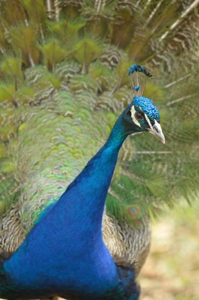 istock Big beautiful colorful peacock 871614280