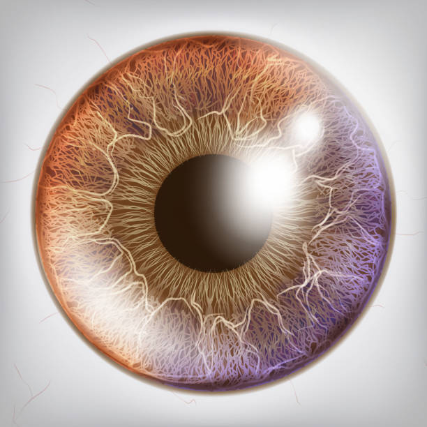 ilustrações de stock, clip art, desenhos animados e ícones de eye iris realistic vector. anatomy concept illustration - close up of iris