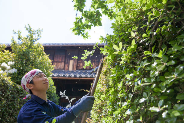 istock Young Japanese Gardener 871618410