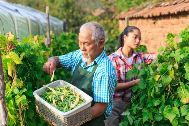 Family harvesting green beans