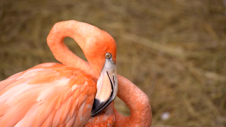 Flamingo bird