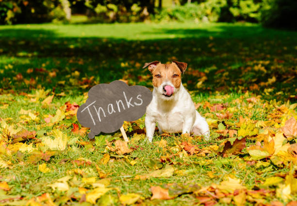 Thanksgiving concept with dog on fall leaves and plate with 