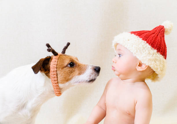 Amusing Santa Claus meets funny reindeer. Concept for 2018 year of Yellow Earth Dog Jack Russell Terrier and baby boy in Christmas costumes babies only photos stock pictures, royalty-free photos & images