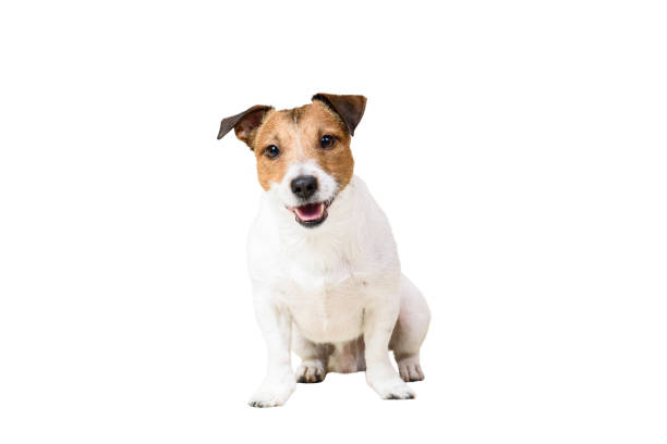 istock Cute Jack Russell Terrier dog sitting at studio isolated on white background 871621746