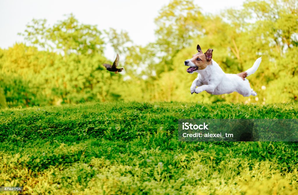 Spielen aus Leine Hund jagt Vögel im park - Lizenzfrei Hund Stock-Foto Spielen aus Leine Hund jagt Vögel im park - Lizenzfrei Hund Stock-Foto